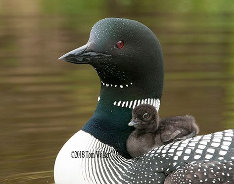 Alaska Loons Photography Common Loon, Aquatic Birds, Canadian Wildlife, Bird Carving, Carving Patterns, Exotic Birds, Sea Birds, Pretty Birds, Bird Photo