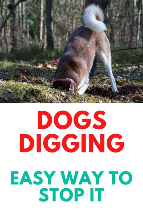 Stop Dog Digging Dogs Digging Holes, Stop Dogs From Digging, Dog Digging, Lack Of Attention, Digging Dogs, Stop Dog Barking, Digging Holes, Dog Behavior Problems, Dog Training Techniques