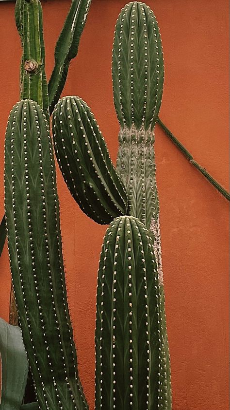 Green Desert Aesthetic, Cactus Color Palette, Watercolour Plants, Cactus Aesthetic, Arizona Aesthetic, Cactus Wallpaper, Desert Green, Desert Aesthetic, Cactus Embroidery