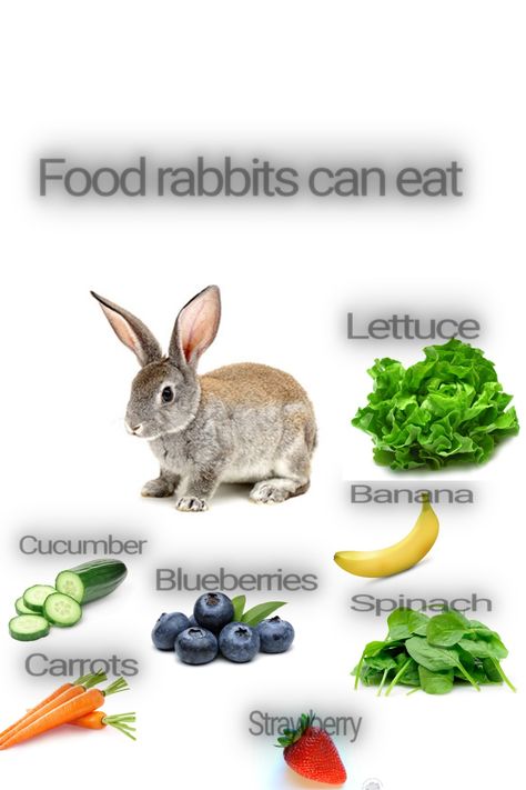 Bunny Tips And Tricks, Diy Bunny Toys, Bunny Care Tips, Rabbit Habitat, Rabbit Diet, Pet Rabbit Care, Rabbit Treats, Bunny Hutch, Raising Rabbits