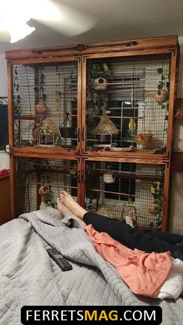 Walk In Aviary Diy, Indoor Avaries, Aviary Aesthetic, Parakeet Aviary, Diy Parakeet Cage, Indoor Aviary, Pet Pigeon, Budgie Cage, Diy Bird Cage