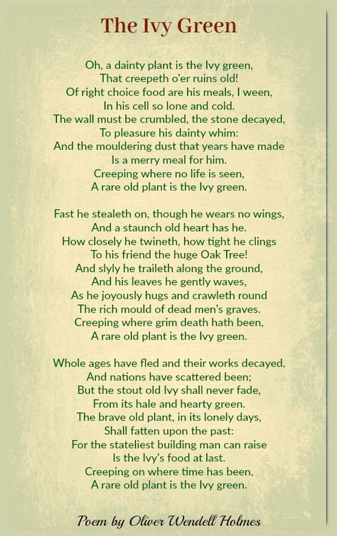 The Ivy Green | Oliver Wendell Holmes Ivy Quotes, Ivy Meaning, Nature Poem, English Ivy, Green Ivy, Charles Dickens, Ivy, Favorite Quotes, Meant To Be