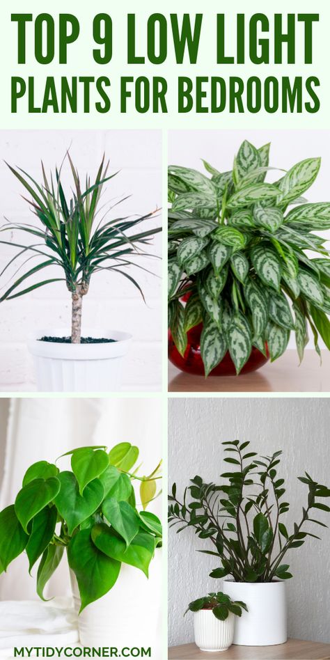 Collage of the best low light plants for bedrooms. Low To Medium Light Plants, House Plants Bedroom, Indoor Plants For Bedroom, House Plants Decor Indoor, Light Bedrooms, Indoor Plants For Low Light, Plants For Bedroom, Plants For Low Light, Peace Lilies