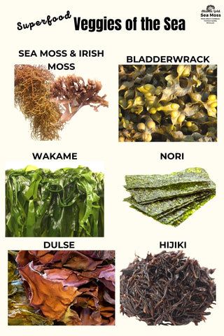 Sea Moss And Bladderwrack Benefits, Atlantic Dulse Benefits, Irish Moss Benefits, Irish Sea Moss Benefits, Bladderwrack Benefits, Sea Veggies, Sea Moss Benefits, Dr Sebi Alkaline Food, Edible Seaweed