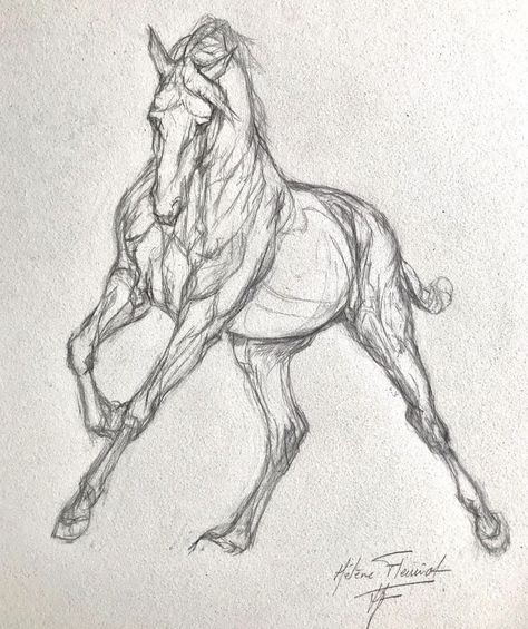 Equine Art Pencil Drawings, Horse Sketches, Horse Tattoos, Dog Design Art, Drawing Horses, Horse Animation, Horse Art Drawing, Horse Sketch, Horse Anatomy