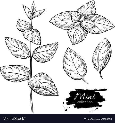 Plant Drawing Easy, Mint Plant, Branch Drawing, Fall Drawings, Mint Plants, Animal Print Wallpaper, Warrior Cats Art, Leaves Vector, Plant Drawing