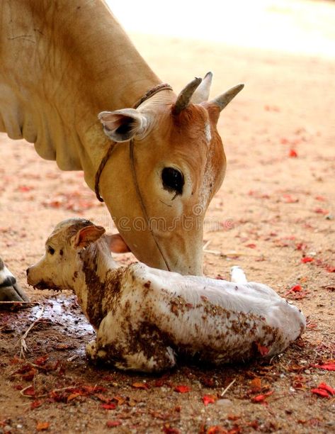 Cow with new born calf. Cow has just now given birth to a cute calf , #ad, #born, #Cow, #calf, #cute, #birth #ad Cute Calf, Calf Cow, Mother Images, Cow Calf, Just Now, Farm Animals, Photo Image, Cow, Abc