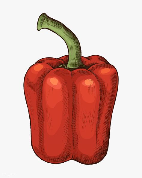 Fresh organic red bell pepper illustration | premium image by rawpixel.com / sasi Capsicum Drawing, Pepper Drawing, Vegetable Background, Pepper Illustration, Pepper Painting, Background Fruit, Vegetable Drawing, Fruit Graphic, Vegetables Food