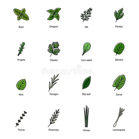 Color Icons, Culinary Herbs, White Background, Stock Vector, Vector Free, Vector Illustration, Herbs, Color