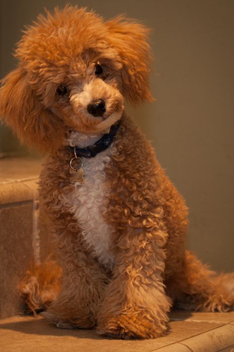 Poodle Dogs, Red Standard Poodle Puppy, Poodle Teddy Bear Cut, Toy Poodles For Sale, Teddy Bear Poodle, Red Poodles Standard, Red Miniature Poodle, Poodle Rescue, Teacup Poodle Puppies