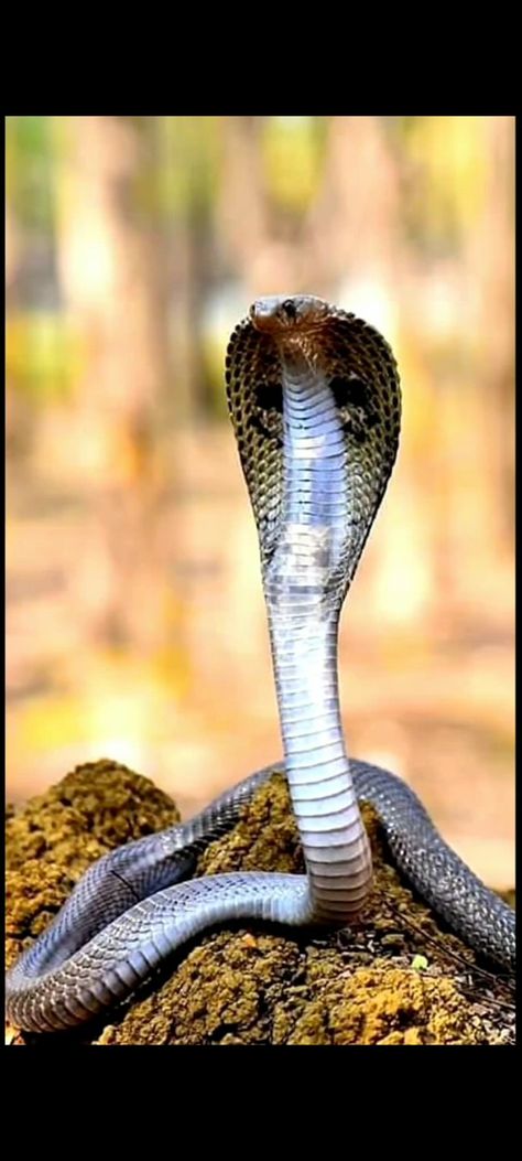 #JayGoga Jay Goga Photo Jay Goga Name Logo, જય ગોગા, Blur Image Background For Editing, Jay Goga Maharaj, Jay Goga, Goga Maharaj, Indian Cobra, King Cobra Snake, Background For Editing