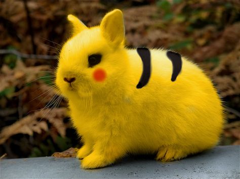 Pikachu bunny :D Pikachu Cat, Eevee Cute, Animal Humour, Cute Toys, Post Pictures, Cute Things, Animal Pictures, Baby Animals