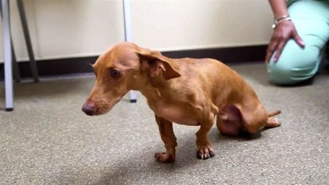 Andy the dachshund gets 2nd chance at life thanks to 3D printing Paralyzed Dog, Spinal Surgery, 2nd Chance, Spine Surgery, Dog Walk, Lucky Dog, Health Design, 3d Printing Technology, Good Buddy