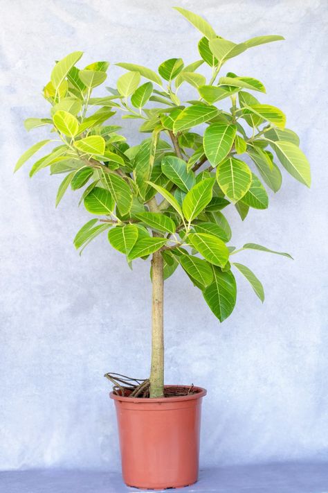 Ficus Altissima, Ficus Tineke, Variegated Ficus, Forest Habitat, Ficus Tree, Ficus Elastica, Rubber Plant, Green Oval, Landscape Trees