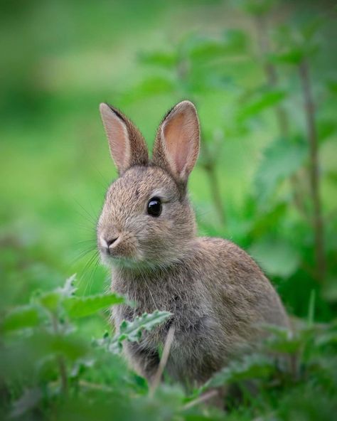 Wild Rabbits, Wild Bunny, Young Rabbit, Woodland Bunny, Green Rabbit, Western Wild, Wild Rabbit, Countryside Landscape, Spring Baby