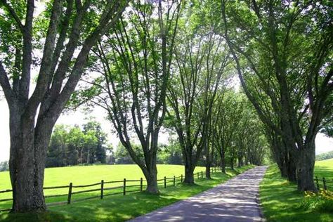 Charming Country Home Driveways, Natural Driveway Landscaping Ideas Natural Driveway, Driveway Landscaping Ideas, Acreage Landscaping, Driveway Entrance Landscaping, Tree Lined Driveway, Driveway Entrance, Driveway Design, Driveway Landscaping, Modern Landscape Design