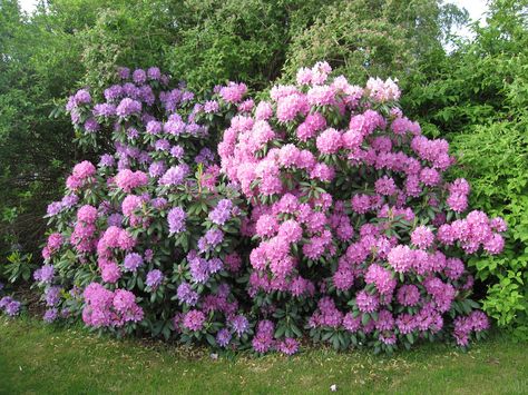 Issues With Rhododendrons: Dealing With Rhododendron Insect Problems And Diseases Pruning Rhododendrons, Rhododendron Care, Colorful Landscaping, Japanese Style Garden, Flowering Bushes, Shade Gardens, Artificial Plants Indoor, Artificial Plants Outdoor, Garden Containers