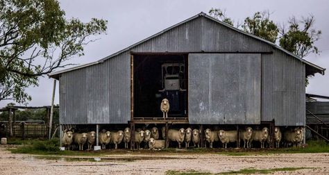 'The Call of a Good Shot' Australian Sheds, Shearing Shed, Australian Sheep, Australian Farm, Tin Shed, Farm Shed, Outback Australia, Shed Homes, Shed Design