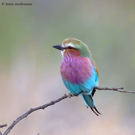 Roller Bird, South African Birds, Lilac Breasted Roller, Wildlife Paintings, Watercolor Art Lessons, Tat Ideas, Animal Projects, African Wildlife, Pretty Birds