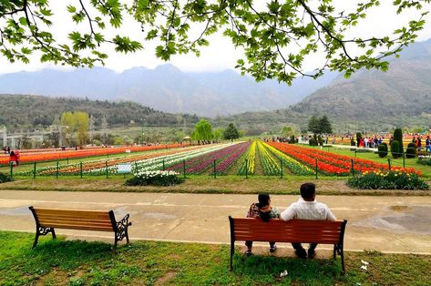 #kashmir #tulip #spring #travel #asia #colourfulltulips #travelgramindiaFor more information on spring packages in kashmir contact us at 919596551845 Dm us or email us at fairylandkashmir@gmail.com Visit our website :Www.fairylandkashmir.com Tulip Garden Kashmir, Kashmir Photoshoot, Kashmir Tourism, Colorful Art Paintings, Nature Places, Tulip Garden, Spring Travel, Tulips Garden, Travel Asia