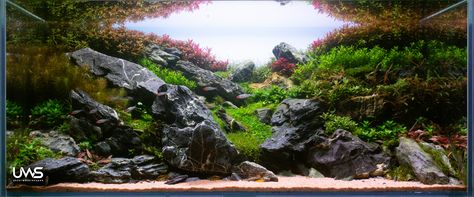 The Brazilian Aquascape style is the creation of a natural and harmonious underwater environment, often inspired by the landscapes of Brazil. This style typically incorporates rocks, driftwood, and live aquatic plants in a way that mimics the beauty of South American river habitats. Brazilian Aquascapes are characterized by their use of minimalist design, balance, and the careful arrangement of hardscape materials and plantings to create a visually striking and serene aquatic display. Brazilian Aquascape, Hardscape Materials, Aquarium Gallery, Underwater River, Underwater Environment, Aquatic Garden, Nature Aquarium, Aquatic Plants, South American