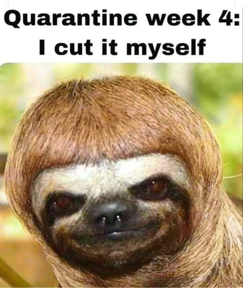 Over 50 Quarantine Memes To Make You Laugh - Funtastic Life Sloth Meme, Mal Humor, Memes Humor, Funny Animal Memes, Cut It, Sarcastic Quotes, Fun Quotes Funny, Pet Grooming, Funny Cartoons