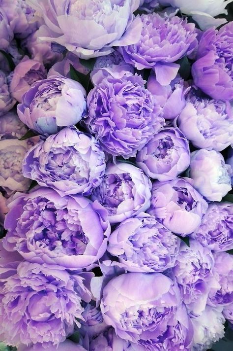 Lavender Peonies Peonies Wallpaper, Magic Flower, No Rain, Beautiful Blooms, Pink Peonies, Flower Child, Love Flowers, My Flower, Pretty Flowers