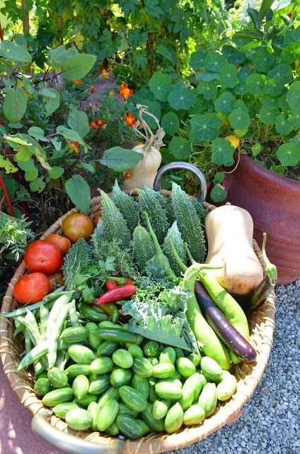 Home Vegetable Garden Design, Vegetable Harvest, Different Types Of Vegetables, Vegetable Farming, Vegetable Garden For Beginners, Starting A Vegetable Garden, Types Of Vegetables, Starting A Garden, Garden Harvest