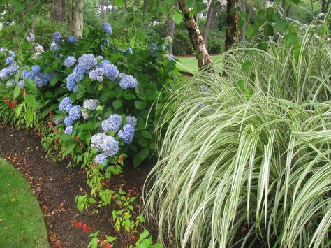 hydrangeas/beach grass Maiden Grass And Hydrangea, Ornamental Grass And Hydrangea, Hydrangea And Sea Grass Landscaping, Boho Hydrangea Plant, Front Yard Hydrangea, Hydrangea Flower Bed, Boxwood Landscaping, Blue Enchantress Hydrangea, Hydrangea Tree