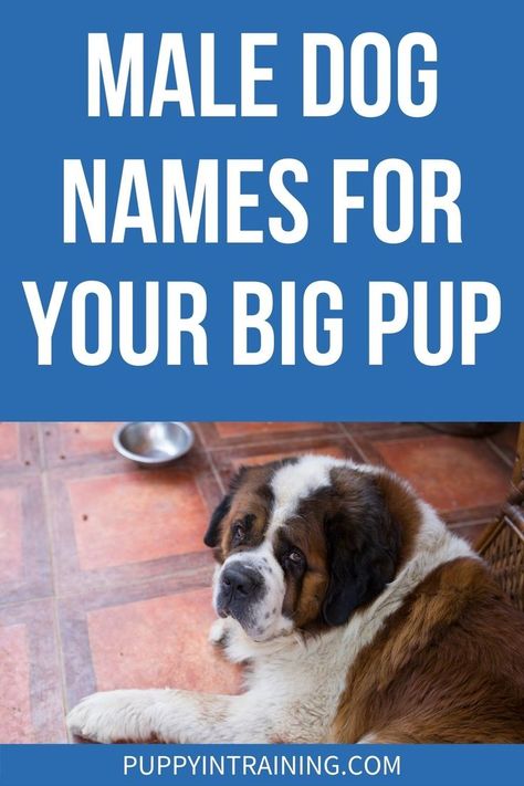 Male Dog Names For your Big Pup - St Bernard sitting waiting for food. - Struggling to settle on the perfect name for your new pooch? If they are male and promise to grow to be quite large, we have a list of recommendations for you. Big Dog Names, Cute Big Dogs, Male Dog Names, Boy Dog Names, St Bernard Puppy, St Bernard Dogs, Bernard Dog, San Bernardo, Puppy Names