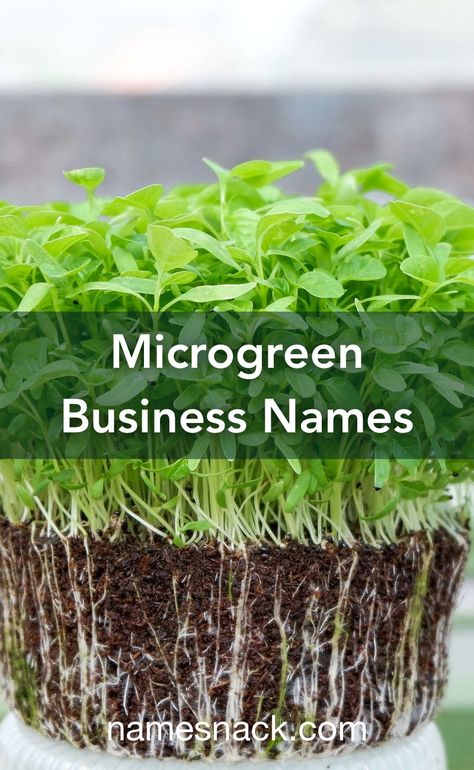 Vibrant name ideas for your microgreen business. Microgreen Business, Green Companies, Catchy Names, Green Business, Cute Names, Name Generator, Cool Names, Business Names, Company Names