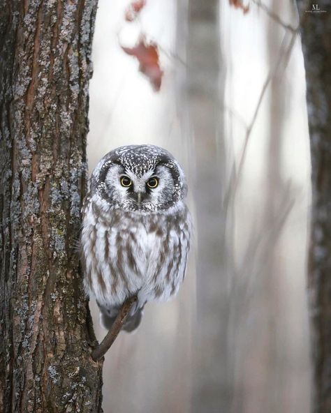 Boreal Owl, Mini Posters, Nocturnal Birds, Burrowing Owl, Wildlife Photographer, Remote Island, Quebec Canada, Birds Of Prey, Owls