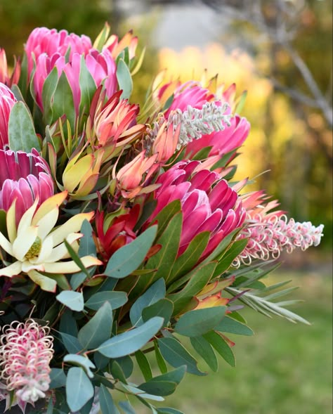 If you truly love nature, you will find beauty everywhere. –Vincent van Gogh 🍃🌸🌿 #inspiredbynature #livebeautifully #fynbos #protea #embracingtheseasons #cagrown Fynbos Paintings, Fynbos Flowers, South African Flowers, Australian Wildflowers, Australian Flowers, Australian Native Flowers, African Flowers, Bright Pastels, Wildflower Garden