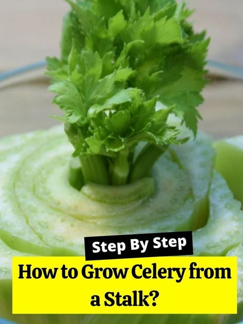 How To Grow Celery, Regrow Celery, Grow Celery, Growing Plants From Seeds, Celery Plant, Growing Celery, Regrow Vegetables, Almond Joy Cookies, Celery Root