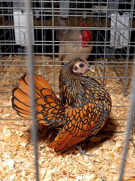 Lake City Poultry Show 2009... not mine, but great example Homemade Chicken Feed, Chicken Pets, Cute Anime Profile, Serama Chicken, Farm Pets, Backyard Coop, My Neighbourhood, Chicken Poop, Bantam Chickens