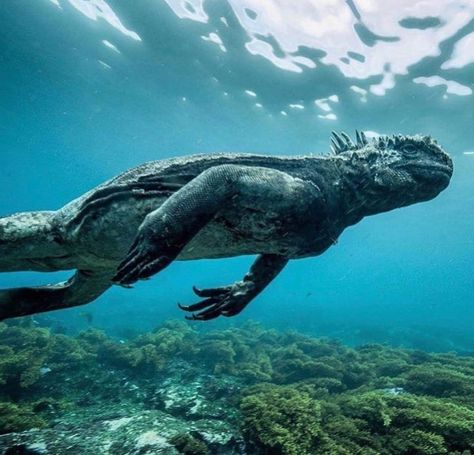 They live only on the Galapagos Islands, and like many Galapagos species, they have adapted to an island lifestyle. Populations across the archipelago have been isolated from each other for so long that each island has its own subspecies. Marine Iguana, Location Inspiration, Aquatic Life, Animals Cute, Galapagos Islands, Creature Feature, Reptiles And Amphibians, Ocean Lover, Cute Animal Videos