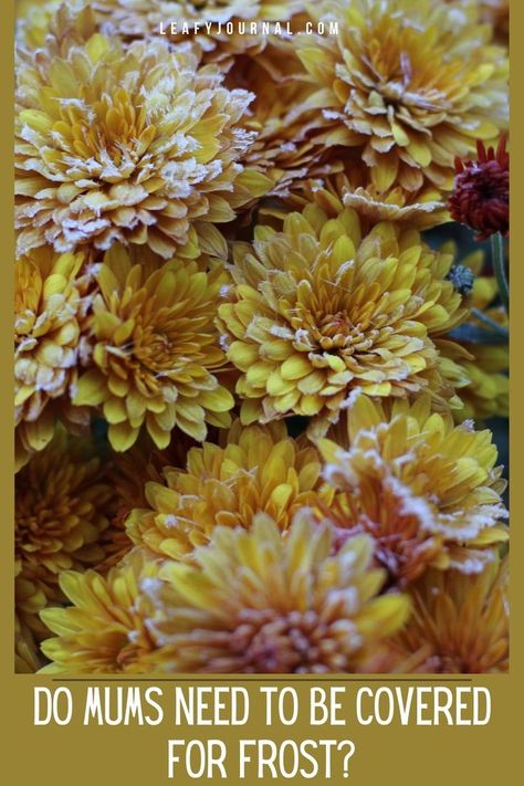 Do Mums Need To Be Covered For Frost Fall Mums, Ornamental Plants, Chrysanthemum, Gardening Tips, Need This, Indoor Plants, House Plants, Make It Simple, Plants