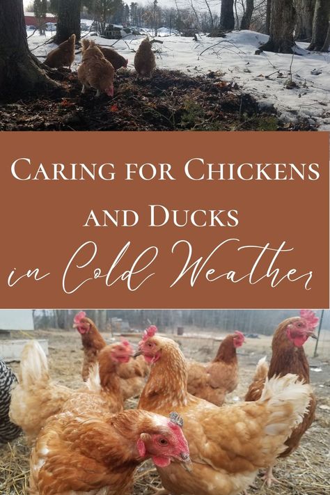 Cold winter weather can be the worse for homesteading animals, not only is it checking on the water multiple times per day in heavy overalls and coat, but it is checking on the animals as well. From experience, here are some of my tips to help your chickens and ducks in the cold weather, and help your peace of mind. Caring For Chickens, Chickens And Ducks, Homesteading Animals, Winter Weather, The Animals, In Bloom, Cold Winter, Peace Of Mind, Ducks