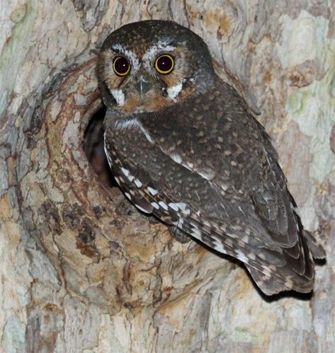 Elf Owl (Micrathene whitneyi) at nest hole Downey Woodpecker, Types Of Owls, Owl Habitat, Elf Owl, Owl Facts, Owl Species, Screech Owl, World Birds, Barred Owl