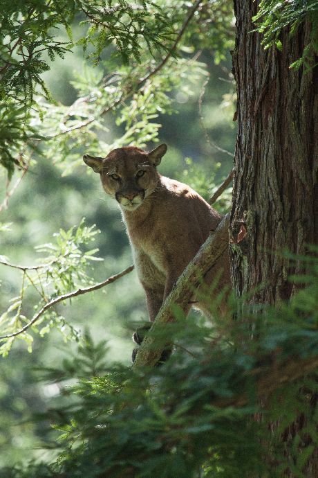 This male puma narrowly avoided being collared by a researcher with the Santa Cruz Puma Project (SCPP). The SCPP captures and collars mountain lions to collect data for better understanding puma behavior. Courtesy of Paul Houghtaling. Costa Rica Animals, City On A Hill, Mountain Lions, Mountain Lion, Reverse Image Search, Human Development, A Hill, Animals Of The World, Nature Images