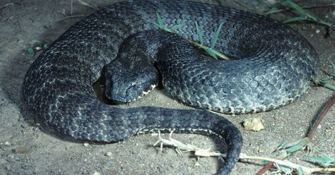 A round up of the most venomous snakes that inhabit hunting destinations all around the world. Before you travel to hunt some far-off land, make sure you check out this list of deadly serpents. Adder Snake, Mojave Rattlesnake, Dangerous Spiders, Carolina Do Norte, Poisonous Snakes, Types Of Snake, Sea Snake, Australia Animals, Australian Men