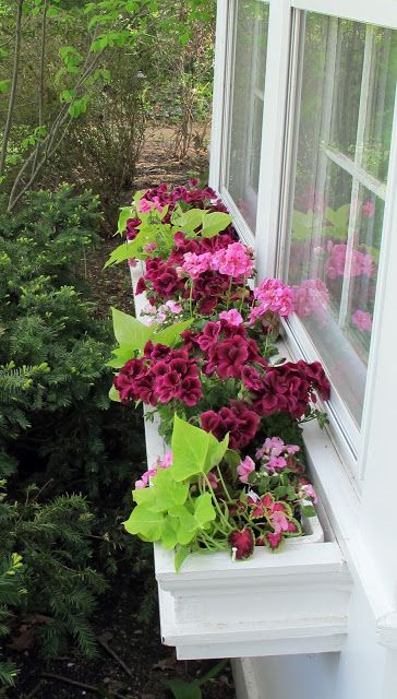 Window Box Ideas, Window Box Plants, Window Box Garden, Boxes Ideas, Plant Window, Window Box Flowers, Potato Vines, Flowers And Greenery, Garden Vines