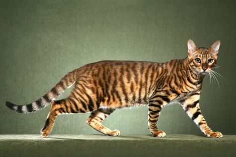 Naturally, certain cat breeds are more uncommon and costly than others. Hybrids descended directly from exotic wild cats are generally the most expensive cat breeds. Toyger Cat, Cat Persian, Cat In Heat, Bengal Kitten, Cat Call, Cat Reference, Siberian Cat, Cats For Sale, Cat Pose