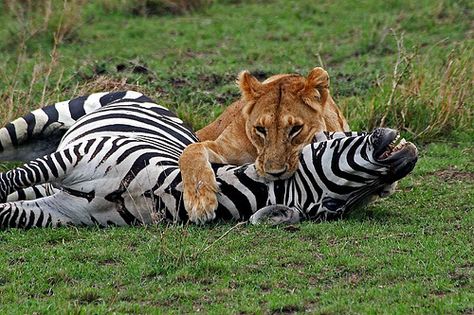 Lion Eating Prey, Lion Prey, Lions Hunting, Lion Eating, South African Animals, Books For Beginning Readers, Animals Unique, Lion Hunting, Animal Action