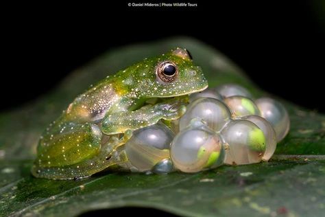 FROG w/ EGGS  Crystal frog, Centrolene savagei, in Colombia by Daniel Mideros Frog Eggs, Creative Writing Inspiration, Wild Kingdom, Frog And Toad, Beauty Shots, Cute Little Animals, Amphibians, Toad, Writing Inspiration