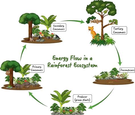 Energy Flow in a Rainforest Ecosystem on white background Rainforest Ecosystem, Ecology Projects, Rainforest Plants, Forest Ecosystem, Flow Arts, Diagram Design, Tropical Rainforest, Energy Flow, Cityscape Photos