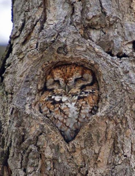 4. An owl in a tree trunk via mxrelax Funny Owls, Owl Pictures, Beautiful Owl, Goldfinch, Cute Owl, Birds Of Prey, Animal Photo, 귀여운 동물, Animals Friends