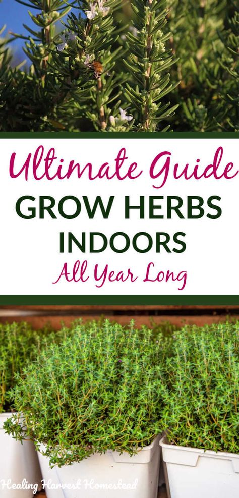 Grow Herbs Indoors, Indoor Gardening Supplies, Indoor Palm Trees, Gardening Indoors, Growing Herbs Indoors, Grow Herbs, Diy Herb Garden, Hosta Plants, Herb Garden Design