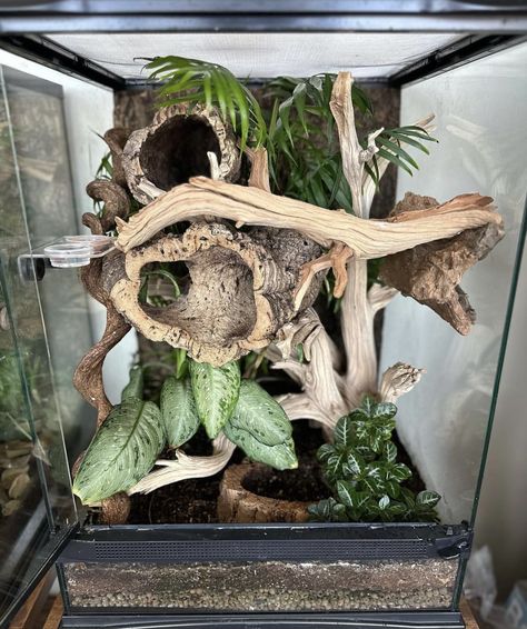 Bioactive Snake Tank, Crested Gecko Enclosure Ideas, Crested Gecko Tank Ideas, Day Gecko Terrarium, Hognose Snake Enclosure, White Tree Frog Enclosure, Pink Toe Tarantula Enclosure, Crested Gecko Terrarium Ideas, Bioactive Terrarium Ball Python