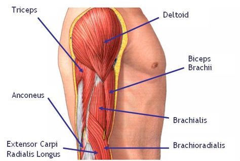 Reference for arm muscles Muscle Names, Muscles Of The Neck, Biceps Brachii, Bicep Muscle, Big Biceps, Bigger Arms, Muscle Anatomy, Thigh Muscles, Human Anatomy And Physiology